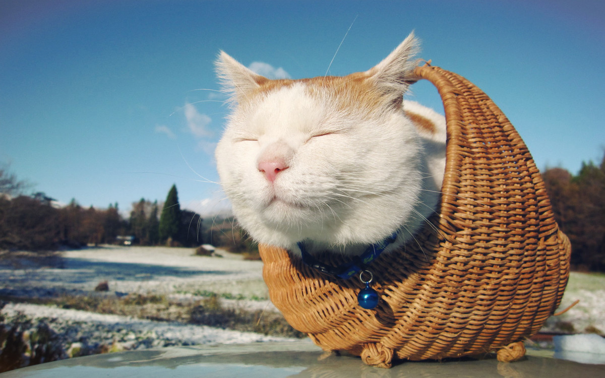 猫咪美容 猫咪美容